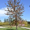 Sensation Boxelder #15 - Image 2